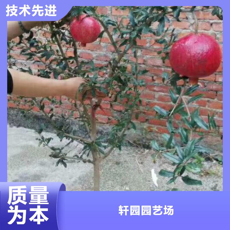 石榴【桃树苗】快速发货