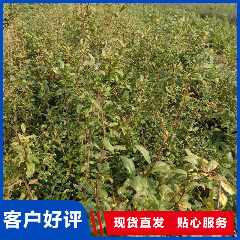板栗苗视频-淮北市板栗苗-(本地)可服务区域濉溪|相山|淮南|宣城|黄山|安庆