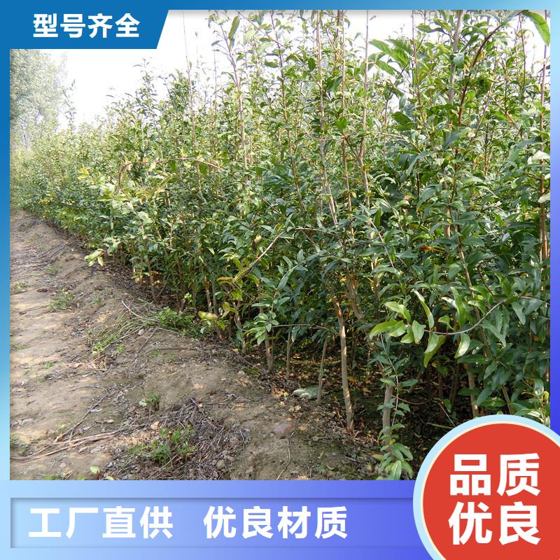板栗苗视频-淮北市板栗苗-(本地)可服务区域濉溪|相山|淮南|宣城|黄山|安庆
