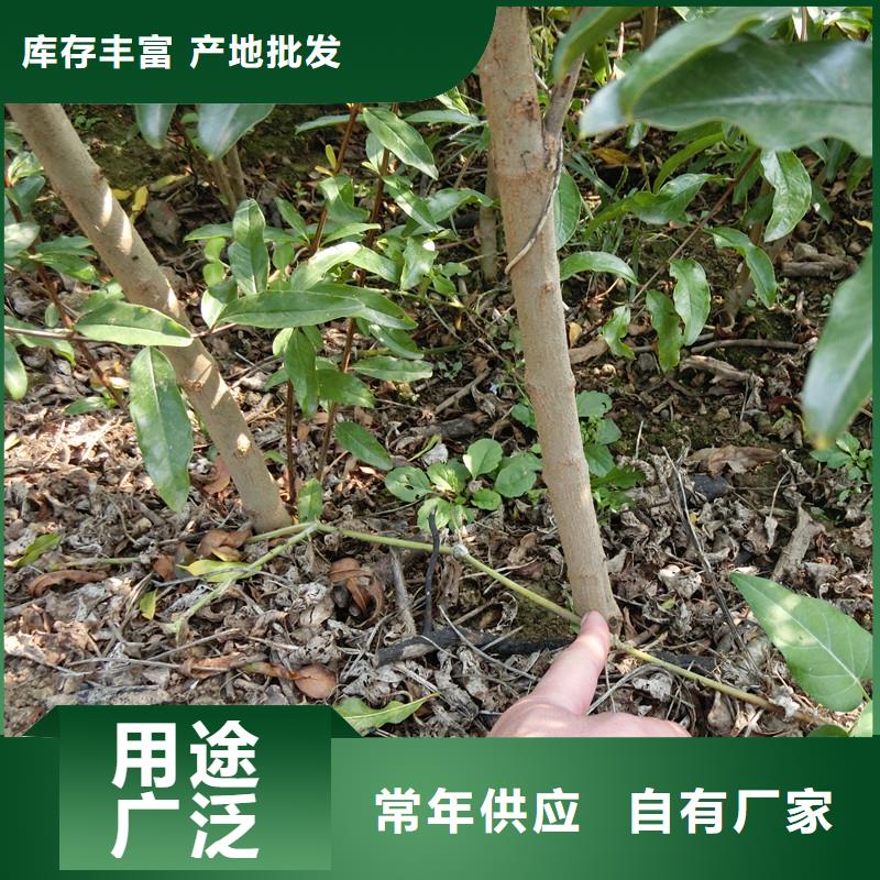 【石榴】苹果苗使用方法