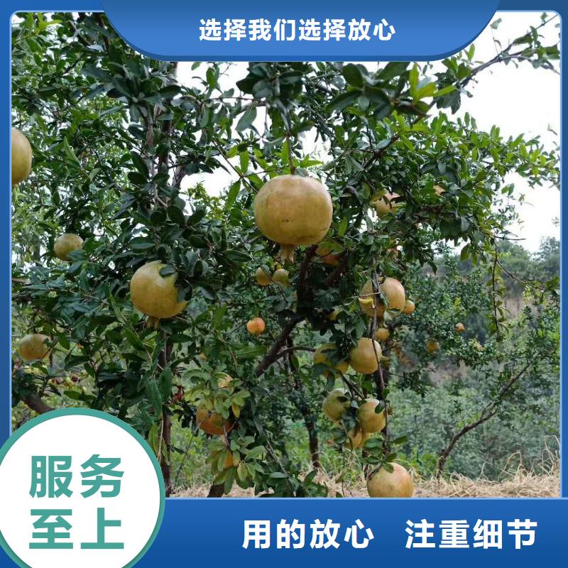 石榴板栗苗让利客户