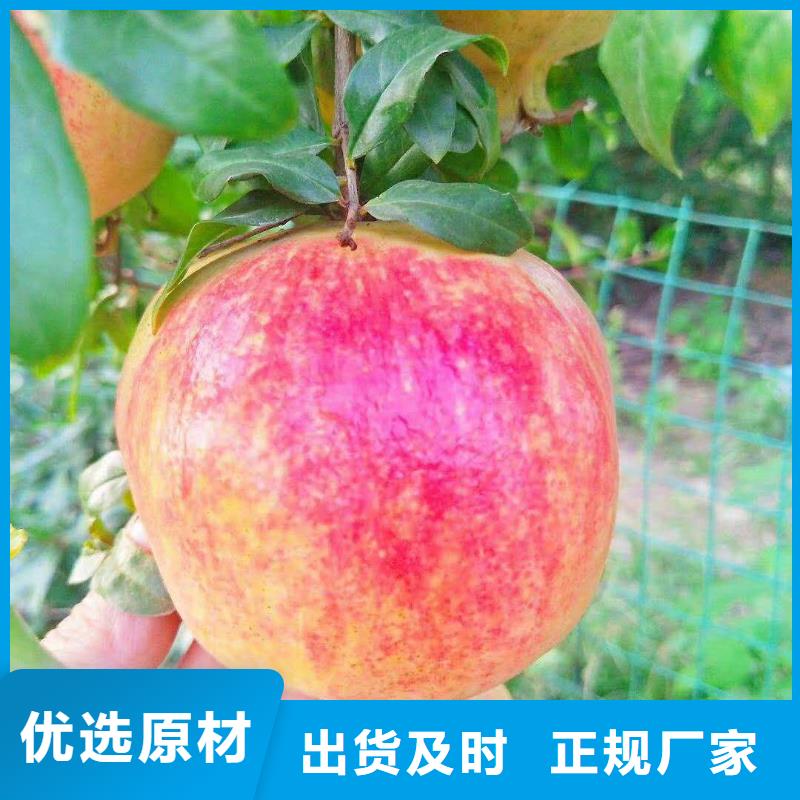 石榴【桃树苗】快速发货