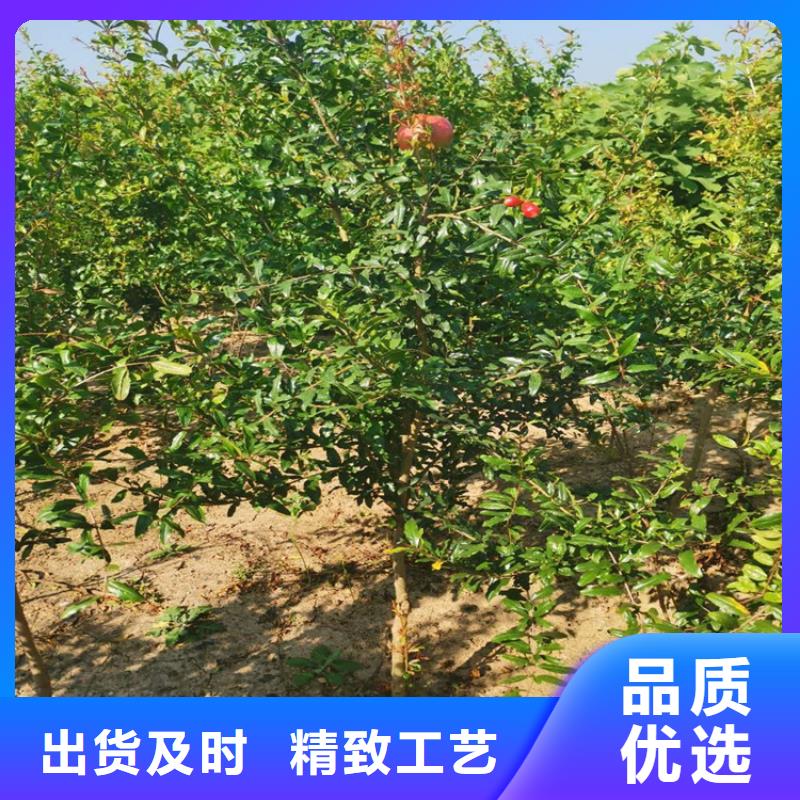 石榴-苹果苗实力商家供货稳定