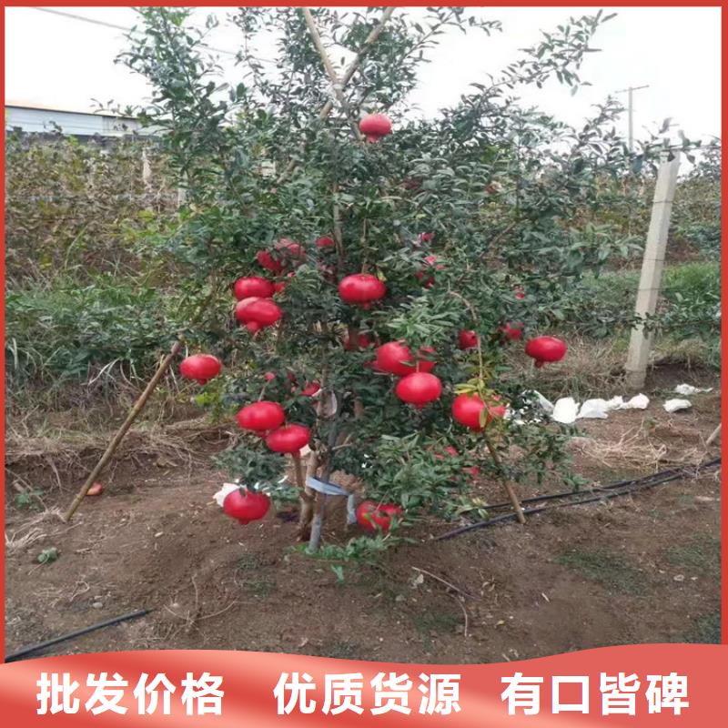 石榴-苹果苗实力商家供货稳定