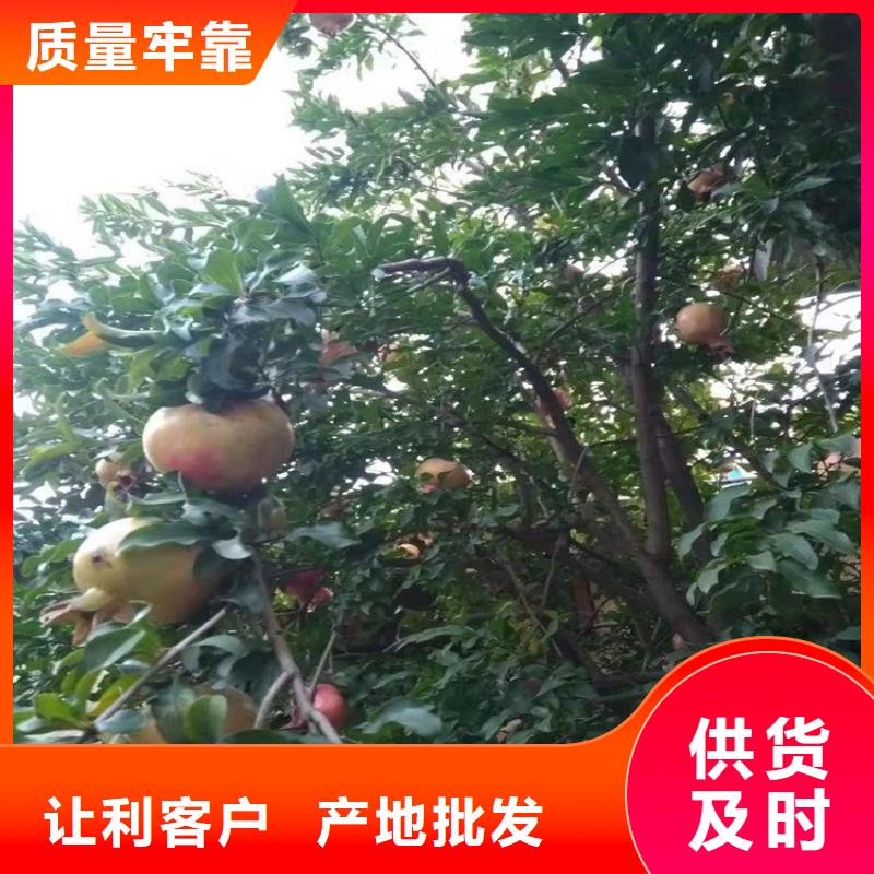 【产地采购 石榴 蓝莓苗免费回电】每一处都是匠心制作