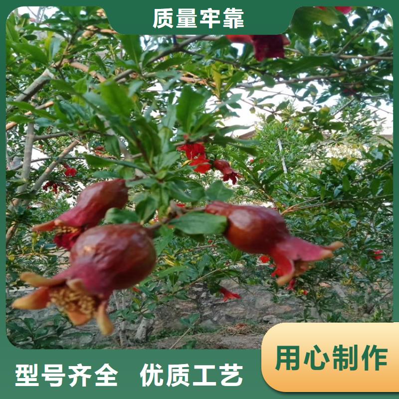 板栗苗视频-淮北市板栗苗-(本地)可服务区域濉溪|相山|淮南|宣城|黄山|安庆