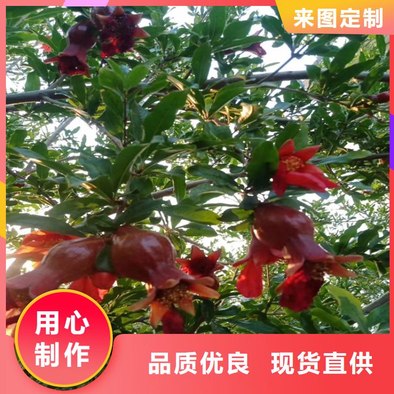 石榴【桃树苗】快速发货