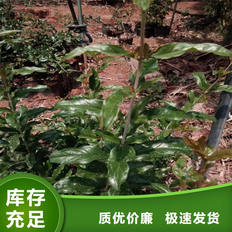 石榴-苹果苗实力商家供货稳定