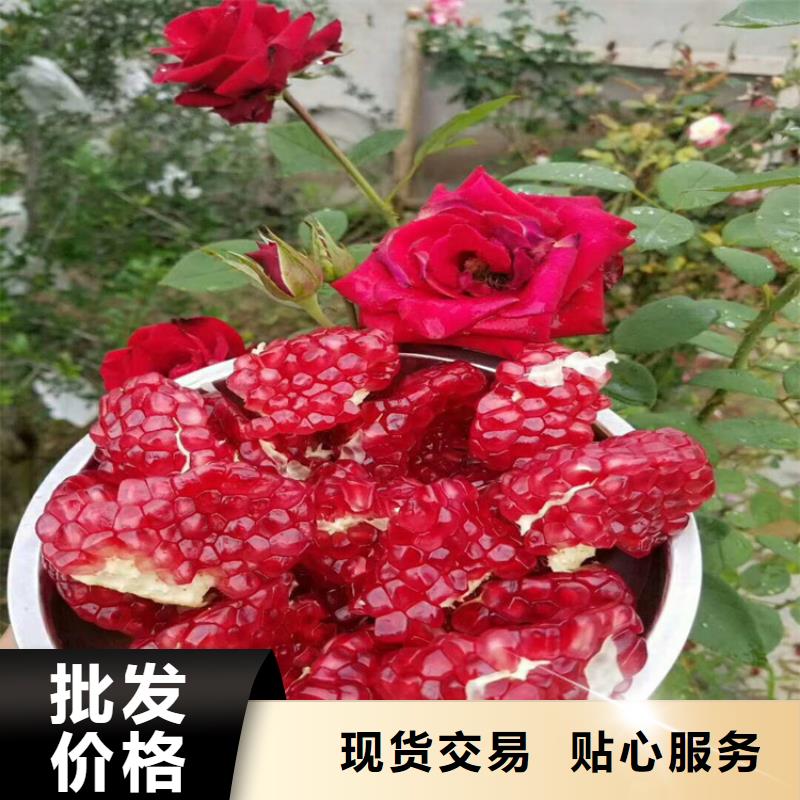 石榴板栗苗让利客户
