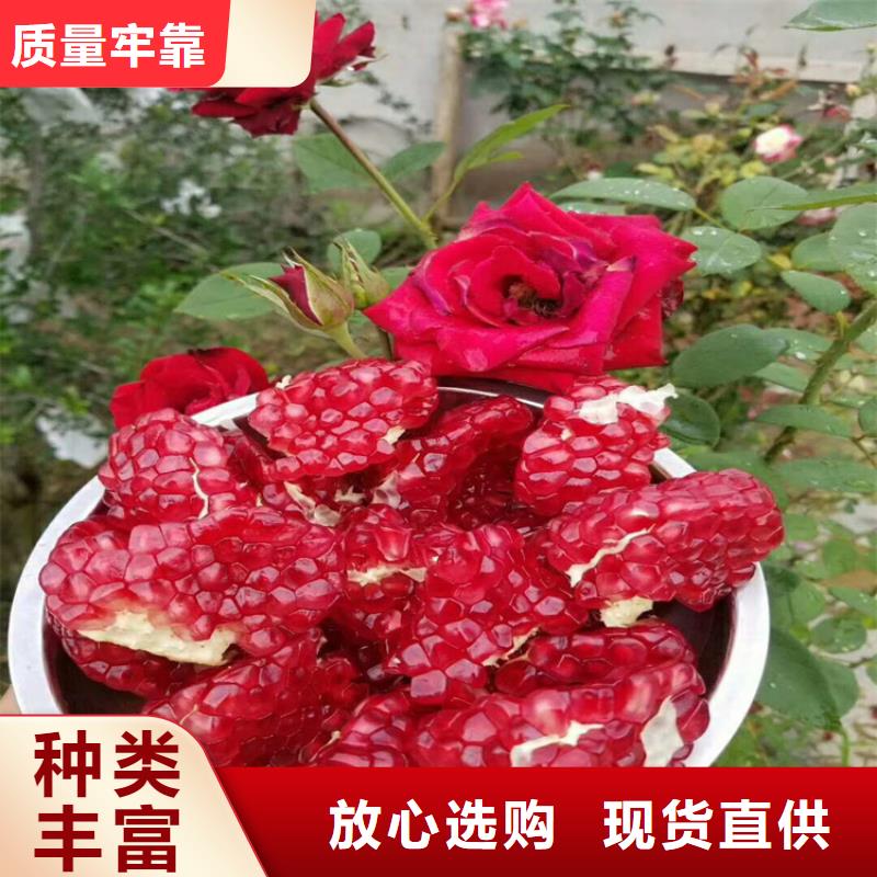 板栗苗视频-板栗苗-湖南省长沙市同城经销商-雨花|浏阳|岳阳|郴州|湘潭|衡阳|常德