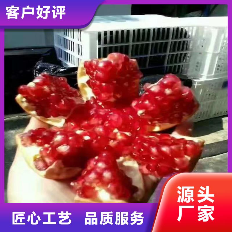 板栗苗视频-板栗苗-湖南省长沙市同城经销商-雨花|浏阳|岳阳|郴州|湘潭|衡阳|常德