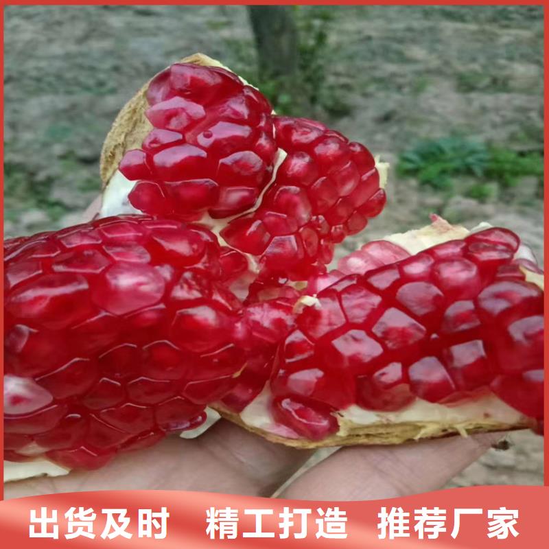 石榴【桃树苗】快速发货