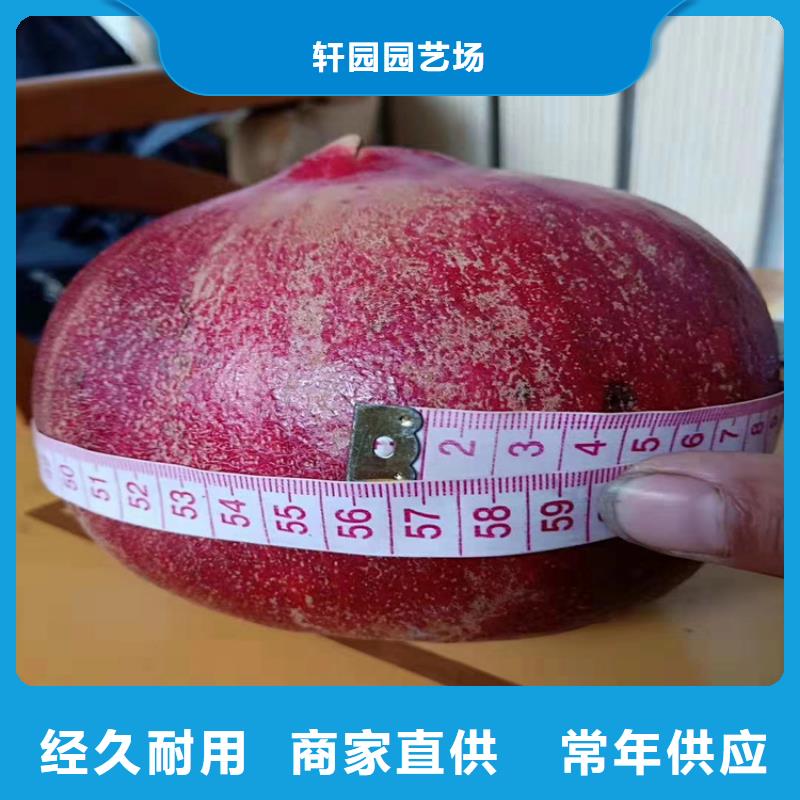 石榴樱桃苗工厂现货供应