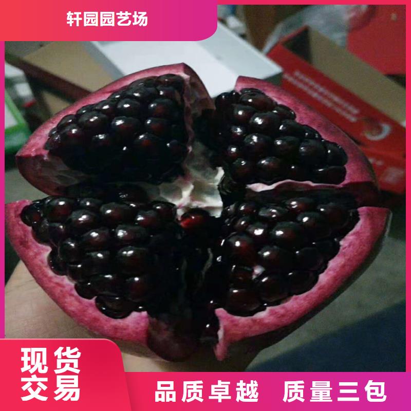 石榴【桃树苗】快速发货