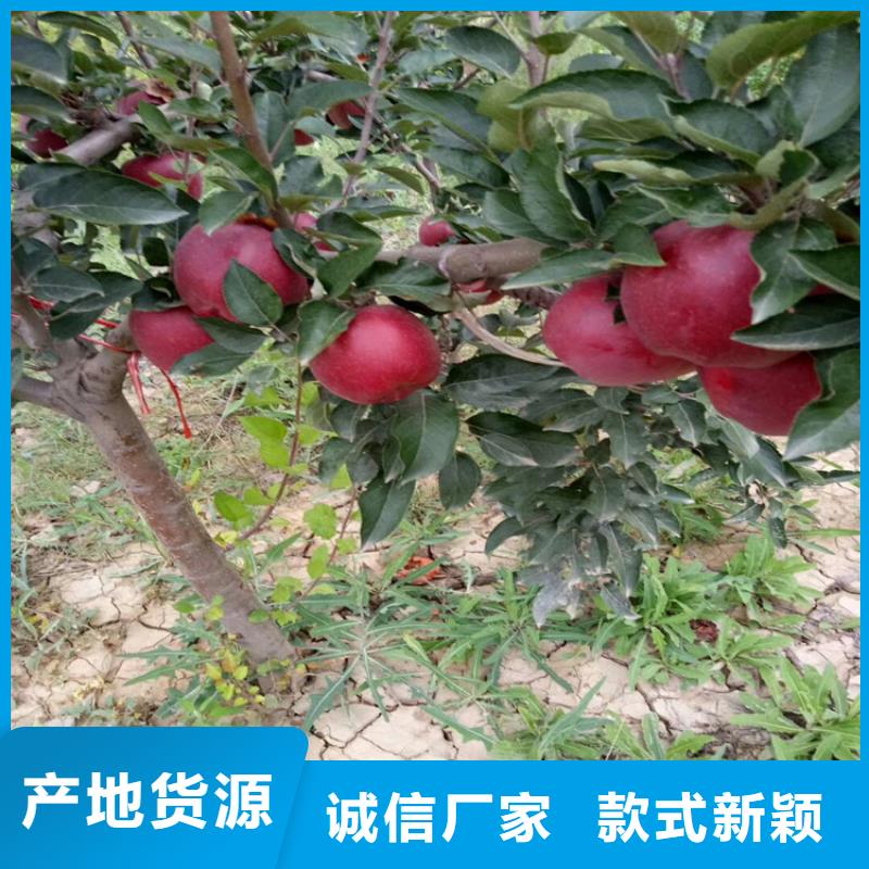 板栗苗视频-板栗苗-湖南省长沙市同城经销商-雨花|浏阳|岳阳|郴州|湘潭|衡阳|常德