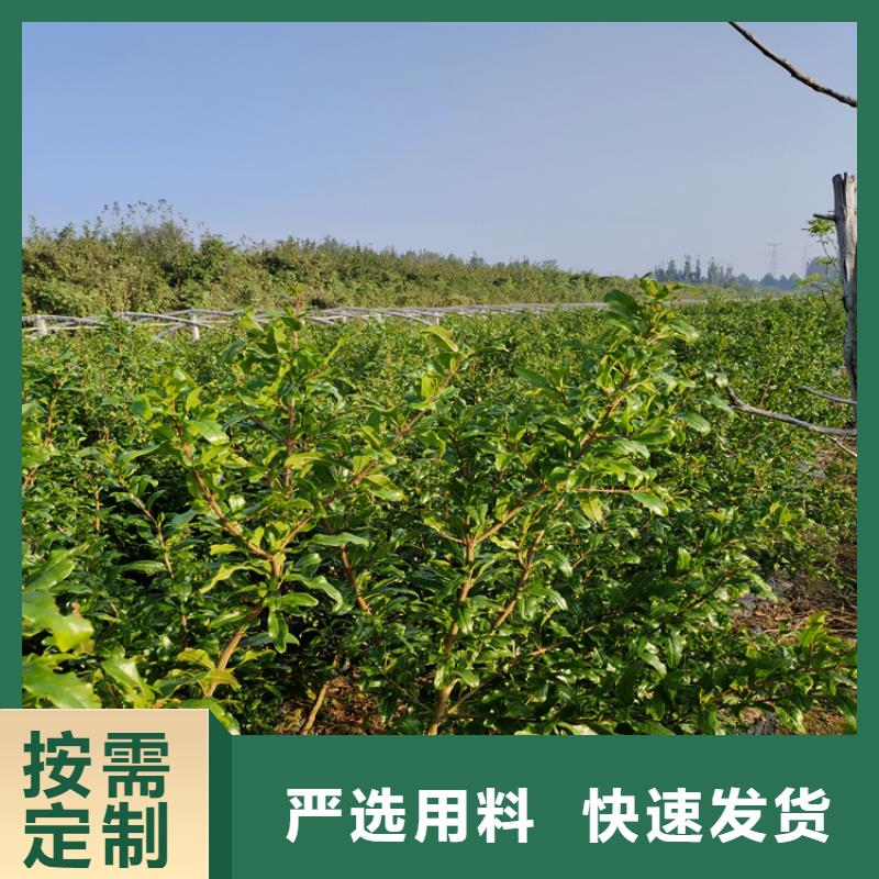 板栗苗视频-淮北市板栗苗-(本地)可服务区域濉溪|相山|淮南|宣城|黄山|安庆