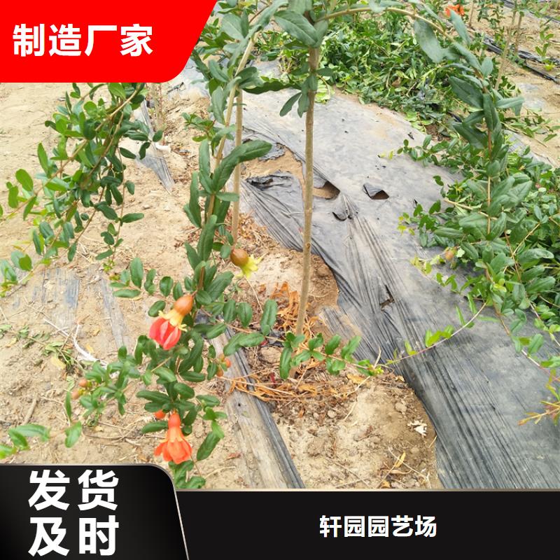 石榴【桃树苗】快速发货