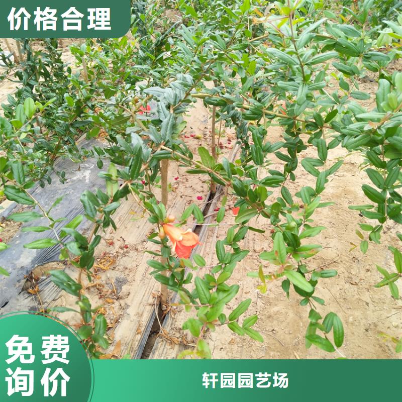 板栗苗视频-淮北市板栗苗-(本地)可服务区域濉溪|相山|淮南|宣城|黄山|安庆