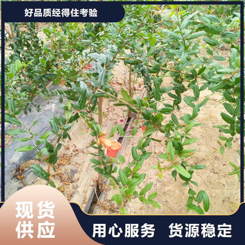 石榴-苹果苗实力商家供货稳定