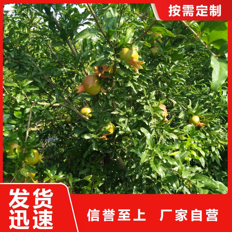 板栗苗视频-板栗苗-湖南省长沙市同城经销商-雨花|浏阳|岳阳|郴州|湘潭|衡阳|常德