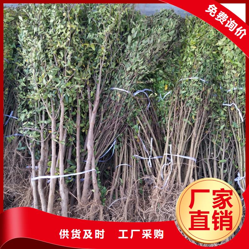 石榴樱桃苗工厂现货供应