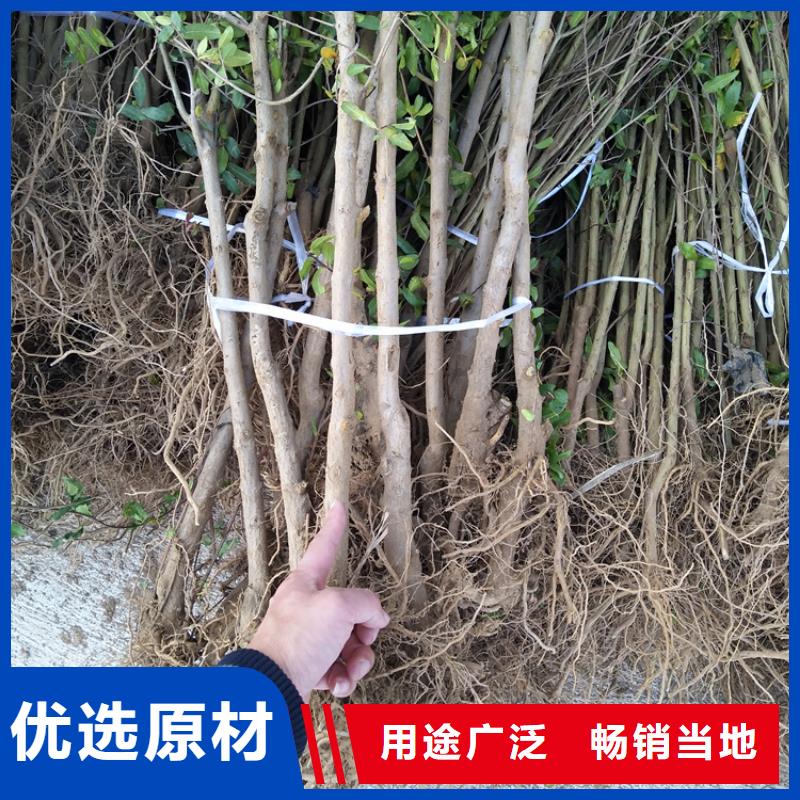 板栗苗视频-板栗苗-湖南省长沙市同城经销商-雨花|浏阳|岳阳|郴州|湘潭|衡阳|常德