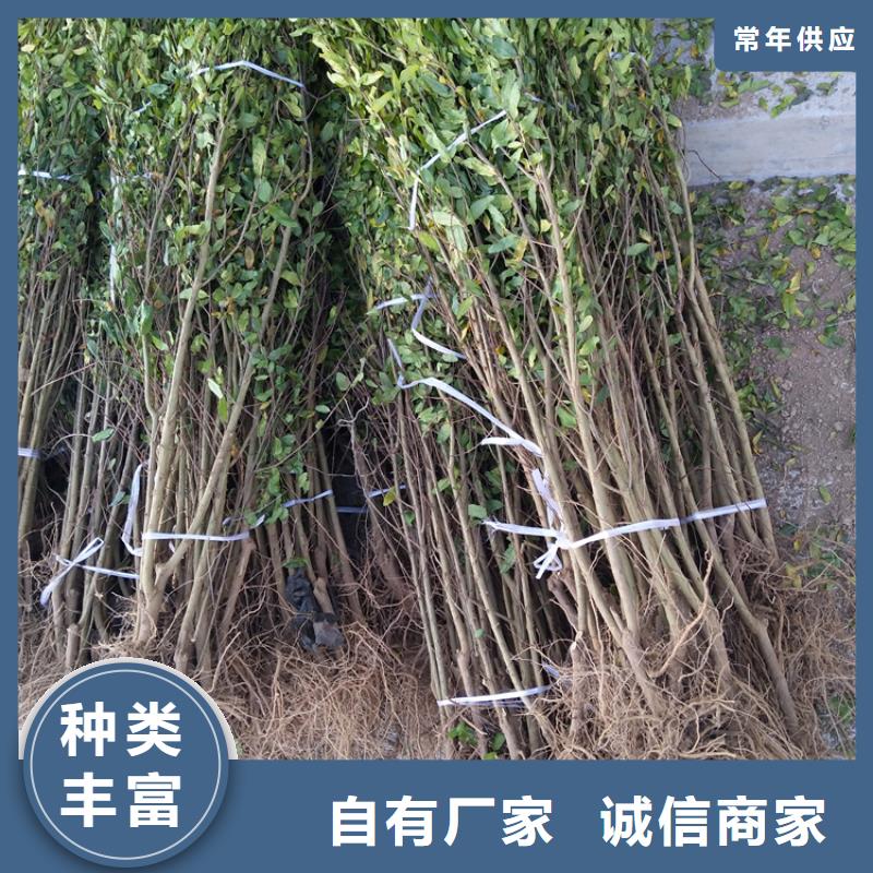 石榴板栗苗让利客户