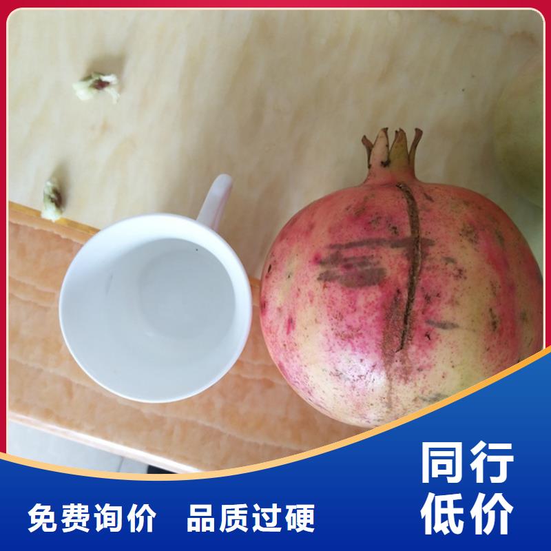 板栗苗视频-淮北市板栗苗-(本地)可服务区域濉溪|相山|淮南|宣城|黄山|安庆