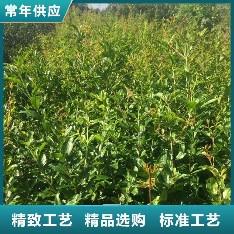 板栗苗视频-淮北市板栗苗-(本地)可服务区域濉溪|相山|淮南|宣城|黄山|安庆