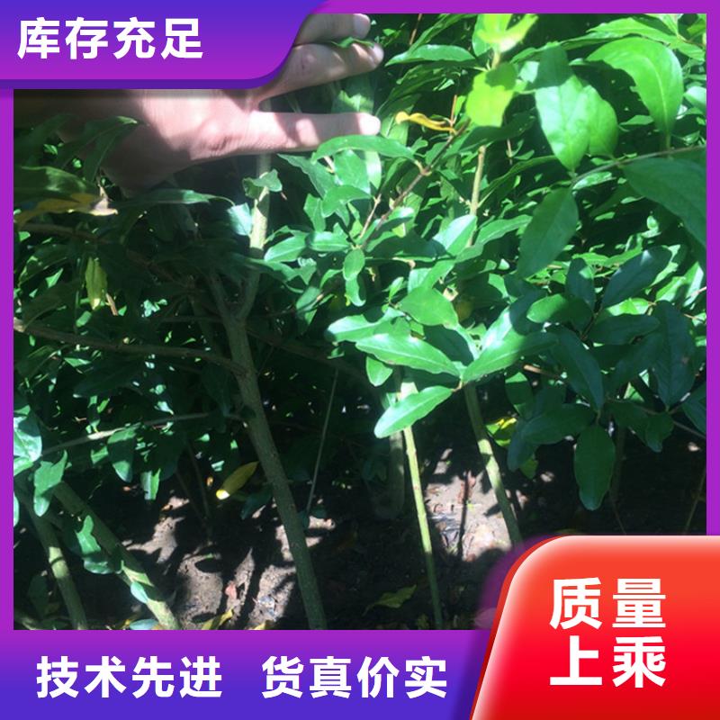 石榴石榴树专业生产制造厂