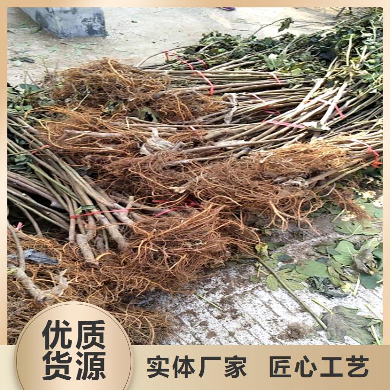 快速生产【0中间商差价 无花果-樱桃苗支持批发零售】-板栗苗