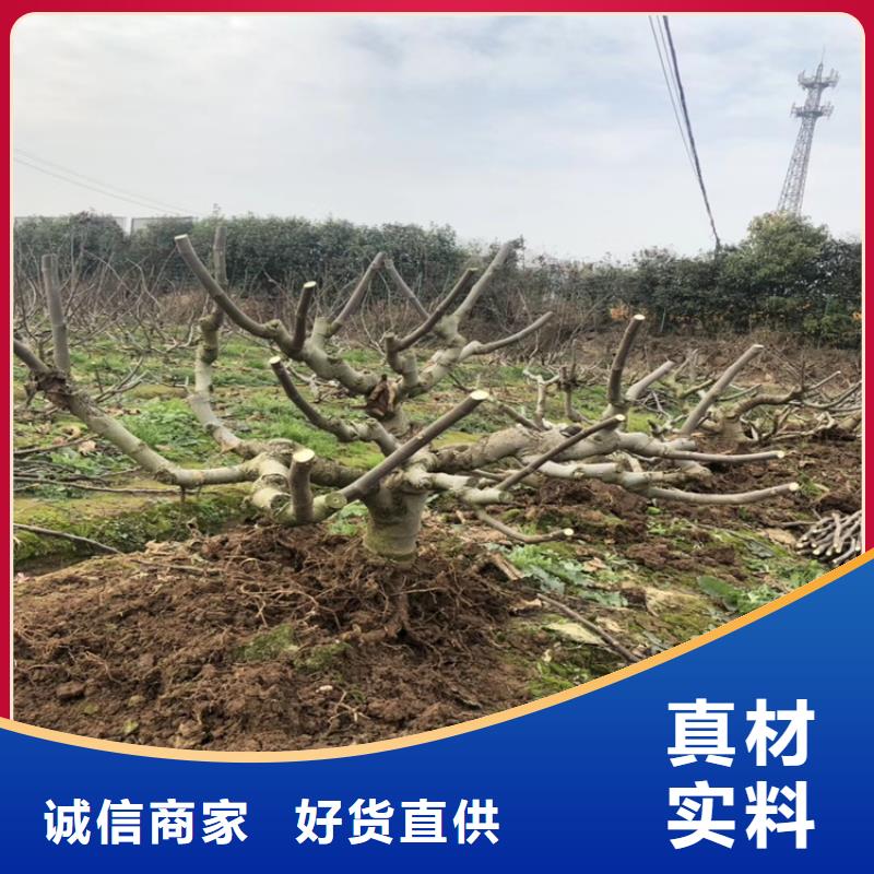 【无花果】无花果苗用心做好每一件产品