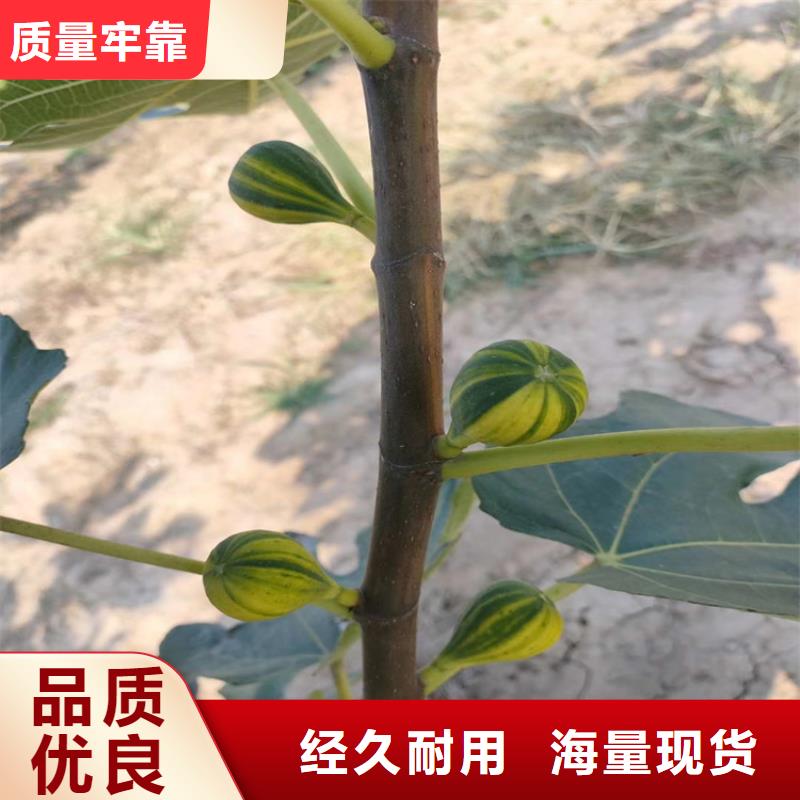 板栗苗视频-板栗苗|泸州市|泸县|纳溪|绵阳|凉山|资阳|甘孜