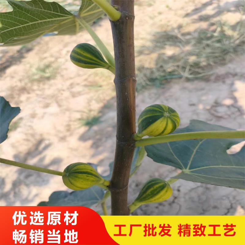 板栗苗视频-板栗苗|甘肃省兰州市|皋兰|红古|陇南|甘南|白银|平凉|张掖|临夏|金昌