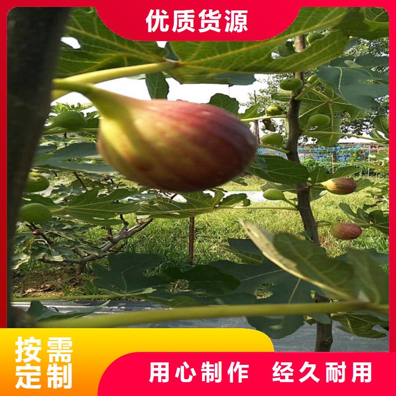 无花果_樱桃苗今日价格