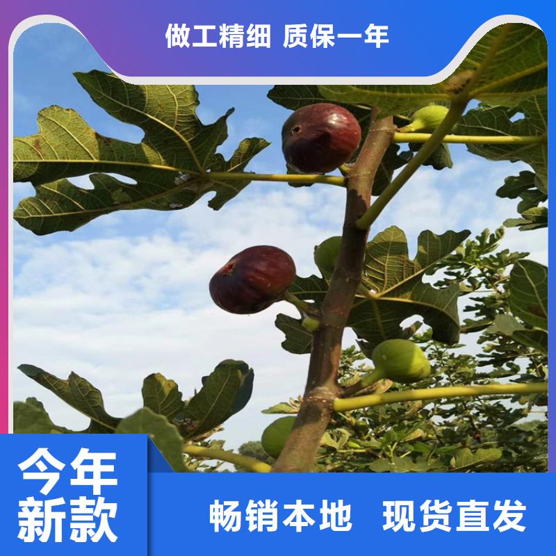 板栗苗视频-板栗苗|甘肃省兰州市|皋兰|红古|陇南|甘南|白银|平凉|张掖|临夏|金昌