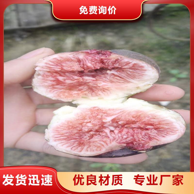 板栗苗视频-板栗苗|甘肃省兰州市|皋兰|红古|陇南|甘南|白银|平凉|张掖|临夏|金昌