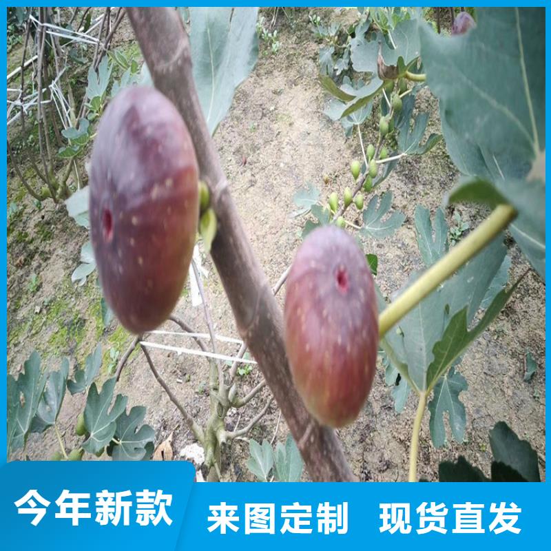 板栗苗视频-板栗苗|甘肃省兰州市|皋兰|红古|陇南|甘南|白银|平凉|张掖|临夏|金昌