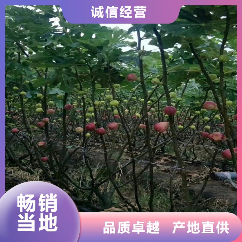 板栗苗视频-板栗苗|甘肃省兰州市|皋兰|红古|陇南|甘南|白银|平凉|张掖|临夏|金昌