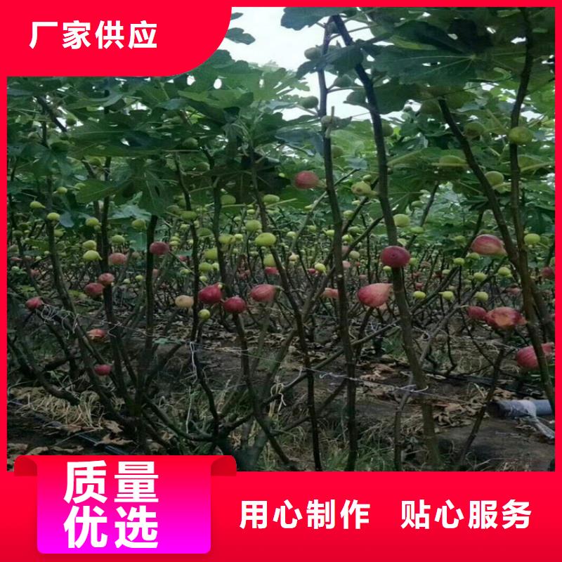 无花果_樱桃苗今日价格