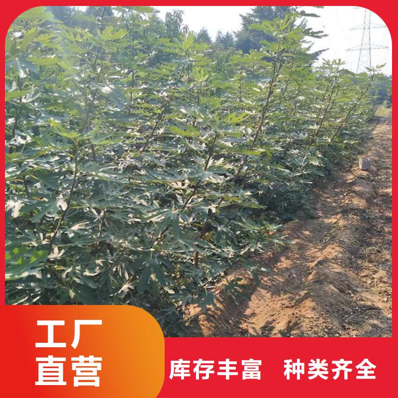 无花果梨树苗出货快