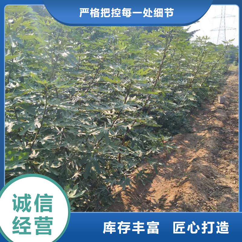 板栗苗视频-板栗苗|泸州市|泸县|纳溪|绵阳|凉山|资阳|甘孜