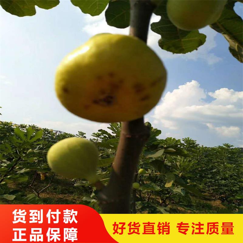 板栗苗视频-板栗苗|泸州市|泸县|纳溪|绵阳|凉山|资阳|甘孜
