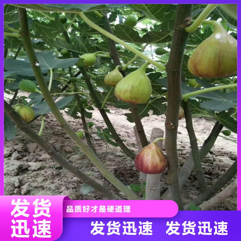 无花果_樱桃苗今日价格