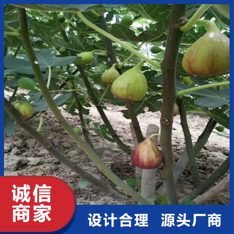板栗苗视频-板栗苗|泸州市|泸县|纳溪|绵阳|凉山|资阳|甘孜