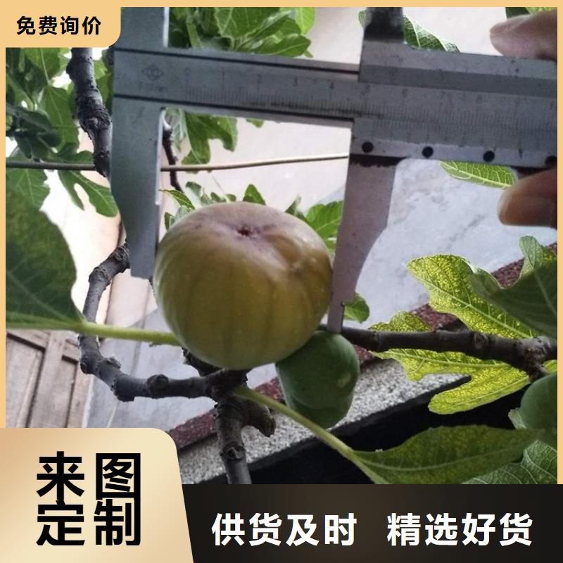 板栗苗视频-板栗苗|甘肃省兰州市|皋兰|红古|陇南|甘南|白银|平凉|张掖|临夏|金昌