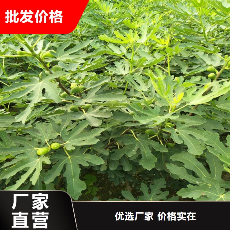 无花果樱桃苗实体厂家支持定制