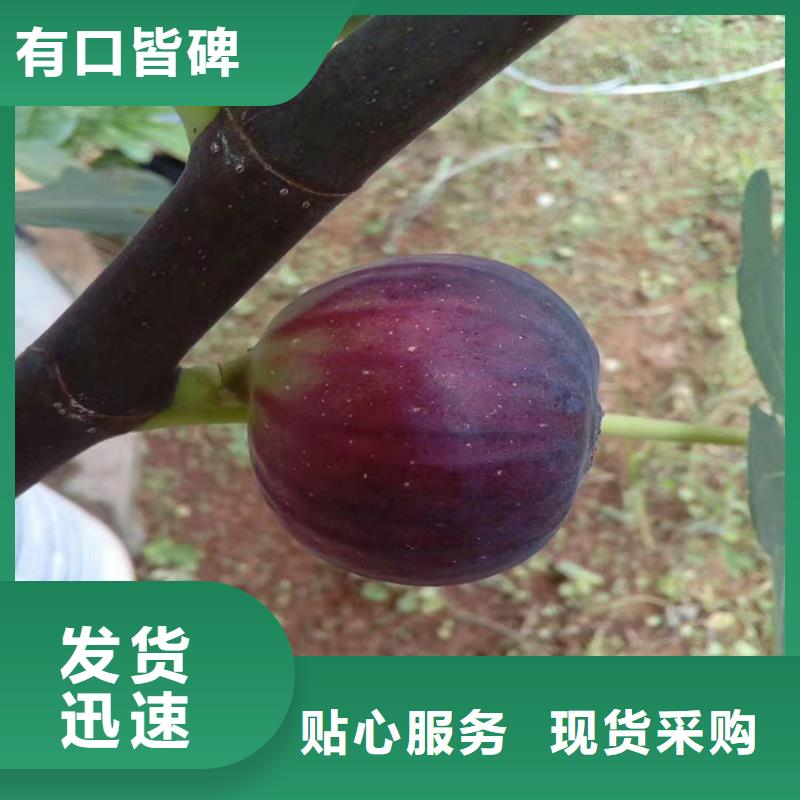 板栗苗视频-板栗苗|甘肃省兰州市|皋兰|红古|陇南|甘南|白银|平凉|张掖|临夏|金昌
