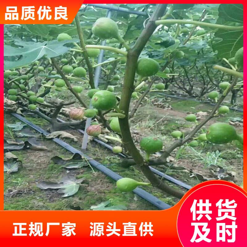 快速生产【0中间商差价 无花果-樱桃苗支持批发零售】-板栗苗