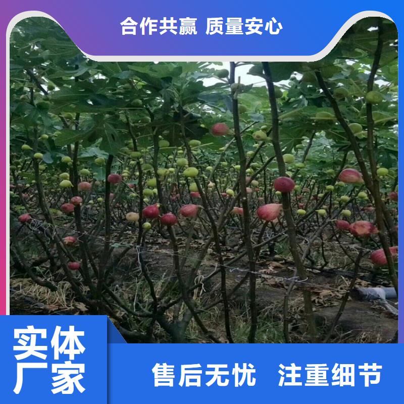 无花果樱桃苗实体厂家支持定制